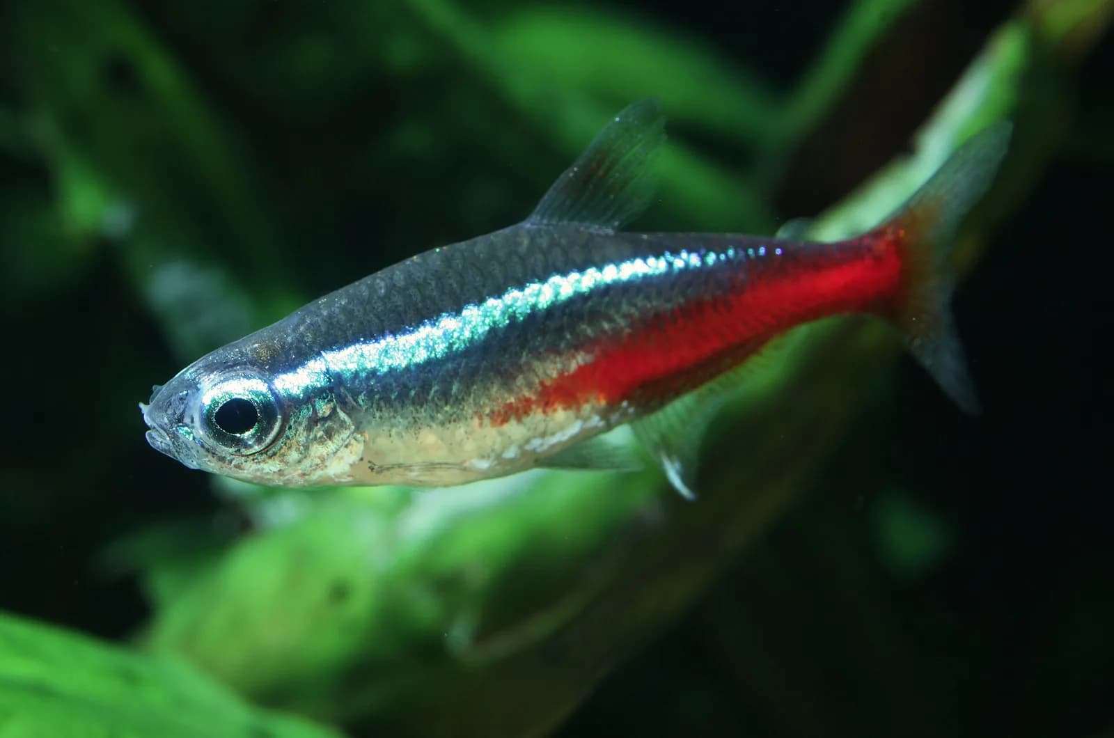 Neon Tetra fotoğrafı