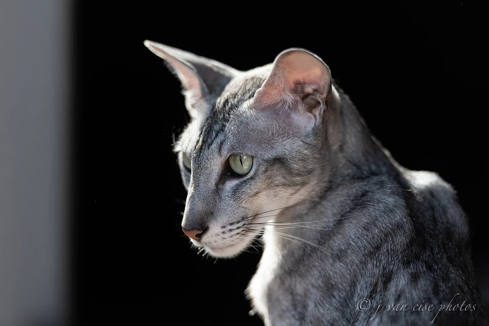 Oryantal Kısa Tüylü fotoğrafı