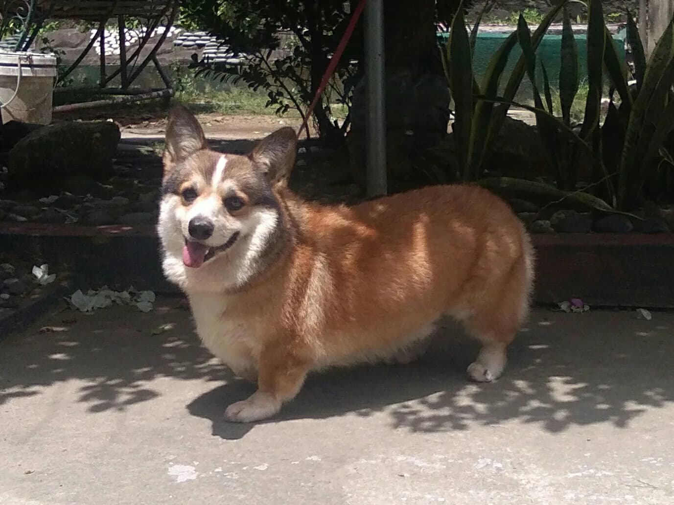Pembroke Welsh Corgi fotoğrafı