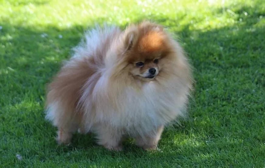 Pomeranian fotoğrafı