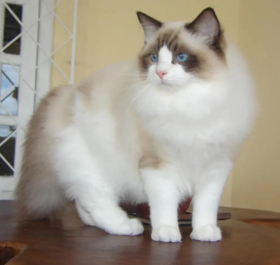 Ragdoll fotoğrafı