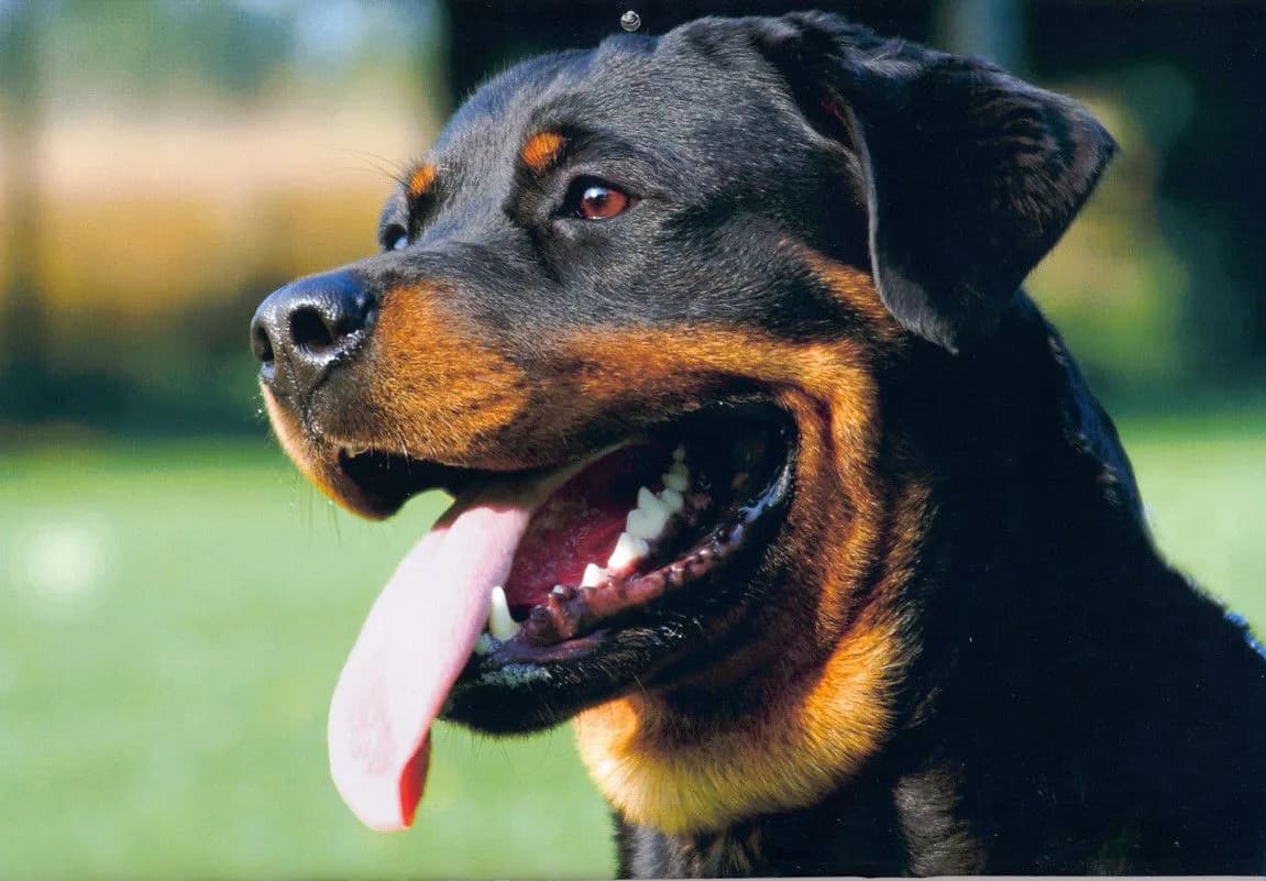 Rottweiler fotoğrafı