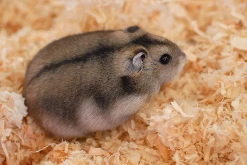 Rus Cüce Hamsteri fotoğrafı