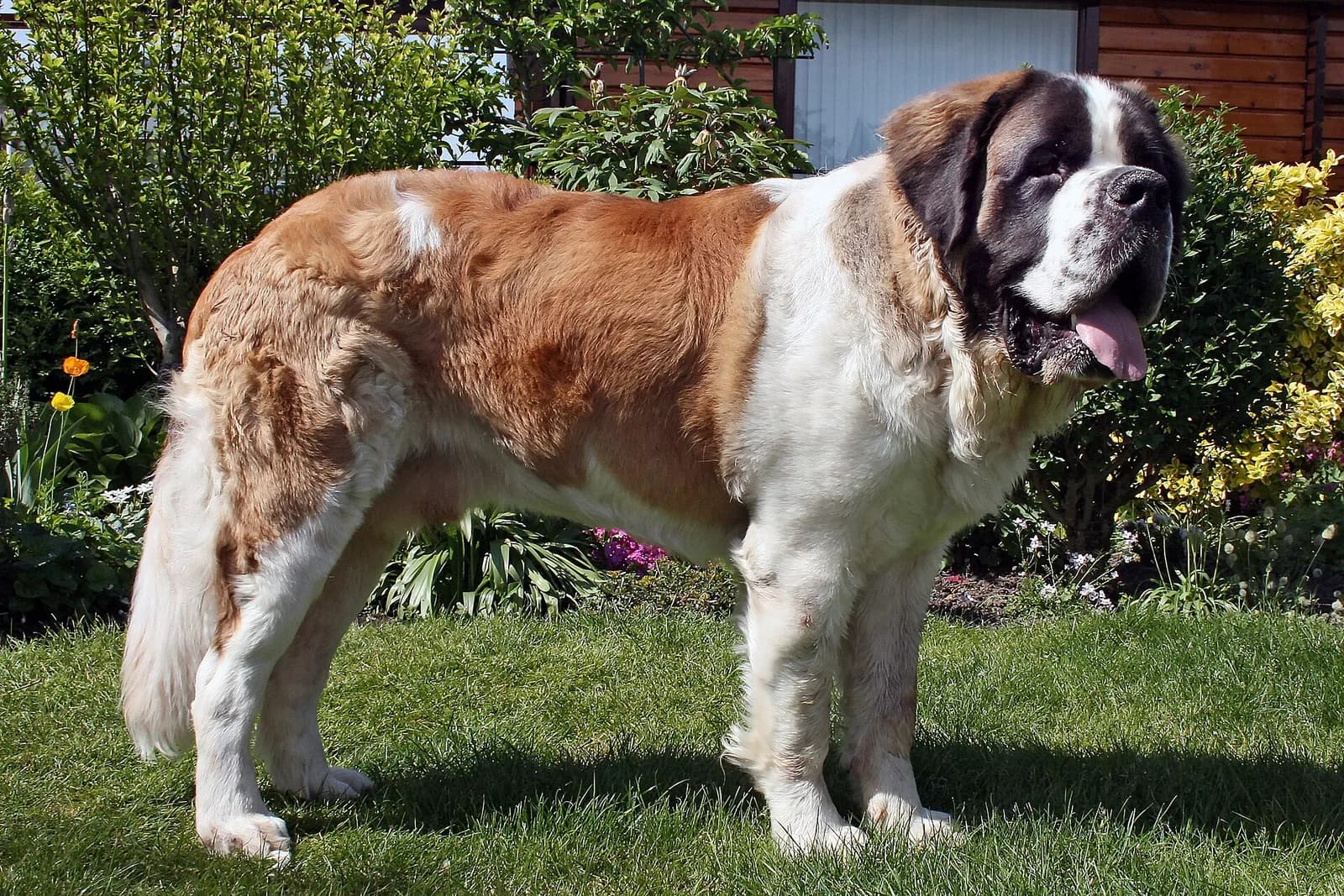 Saint Bernard fotoğrafı