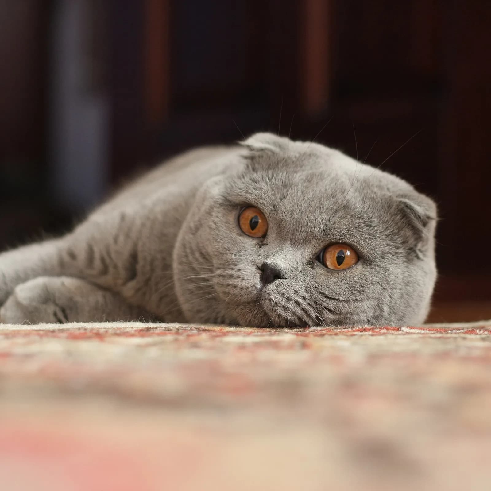 Scottish Fold fotoğrafı