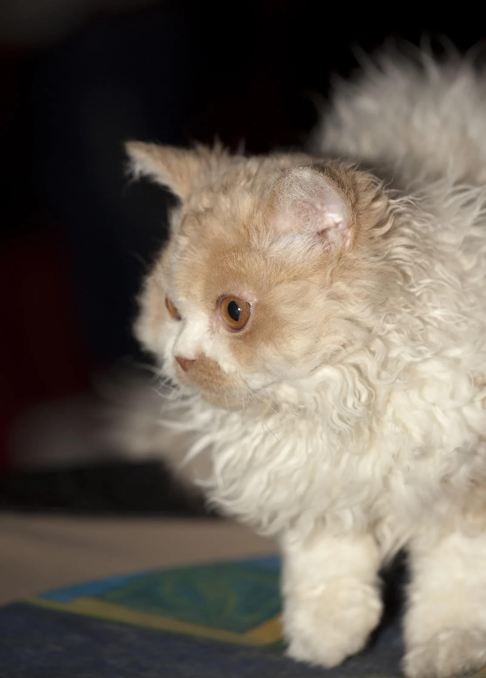 Selkirk Rex fotoğrafı