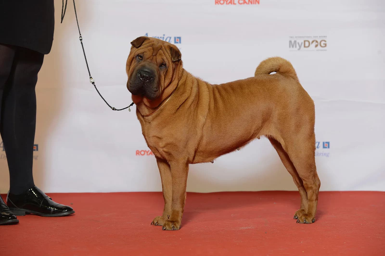 Shar-Pei fotoğrafı