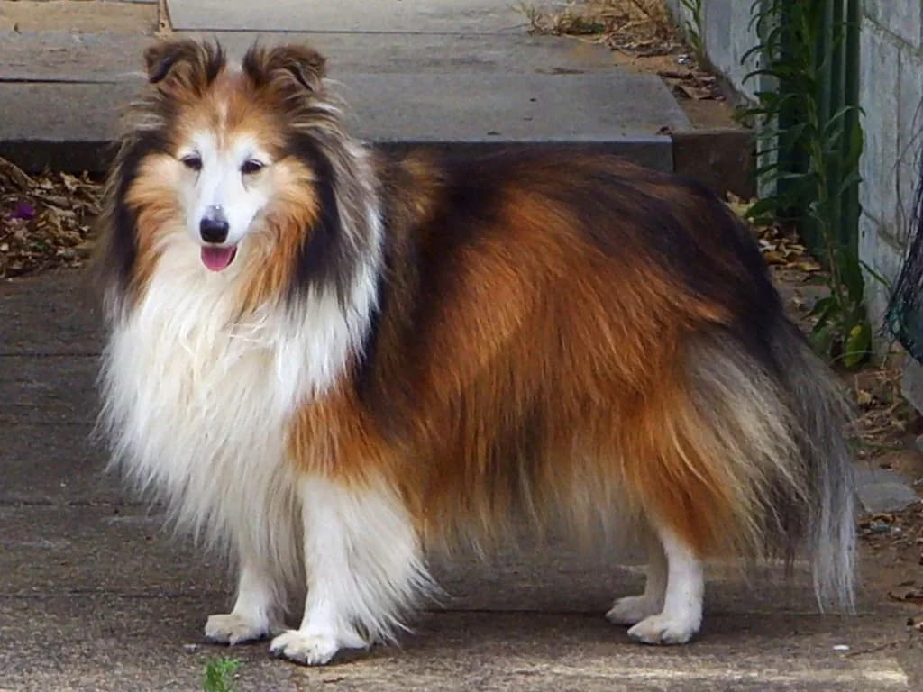 Shetland Çoban Köpeği fotoğrafı