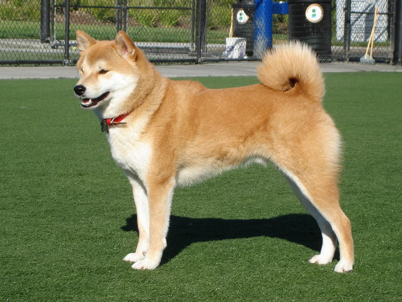 Shiba Inu fotoğrafı