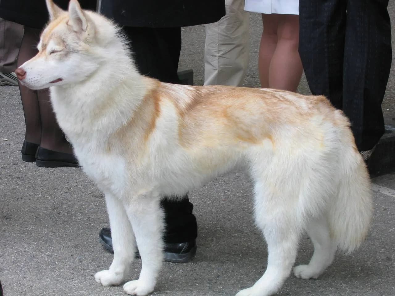 Siberian Husky fotoğrafı
