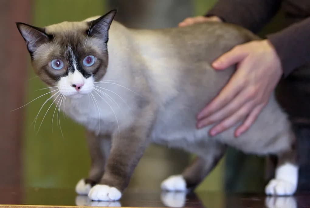 Snowshoe Kedisi fotoğrafı