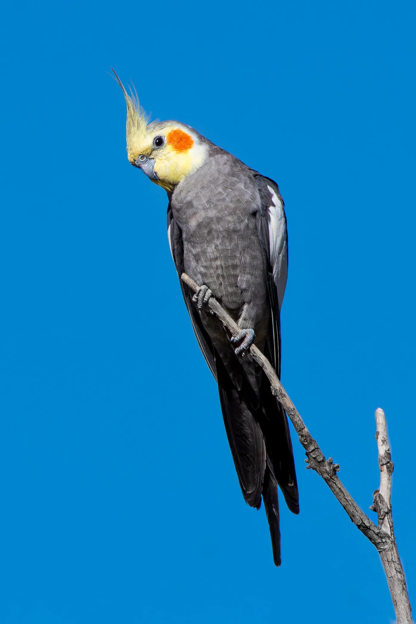 Sultan Papağanı fotoğrafı