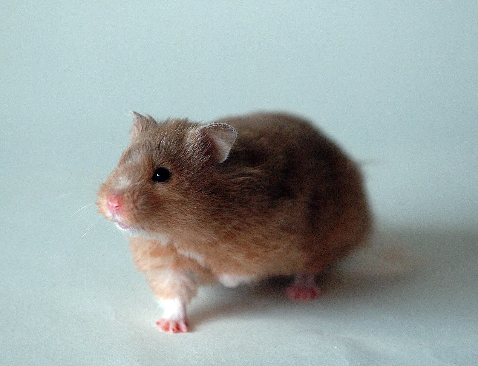 Suriye Hamsteri fotoğrafı