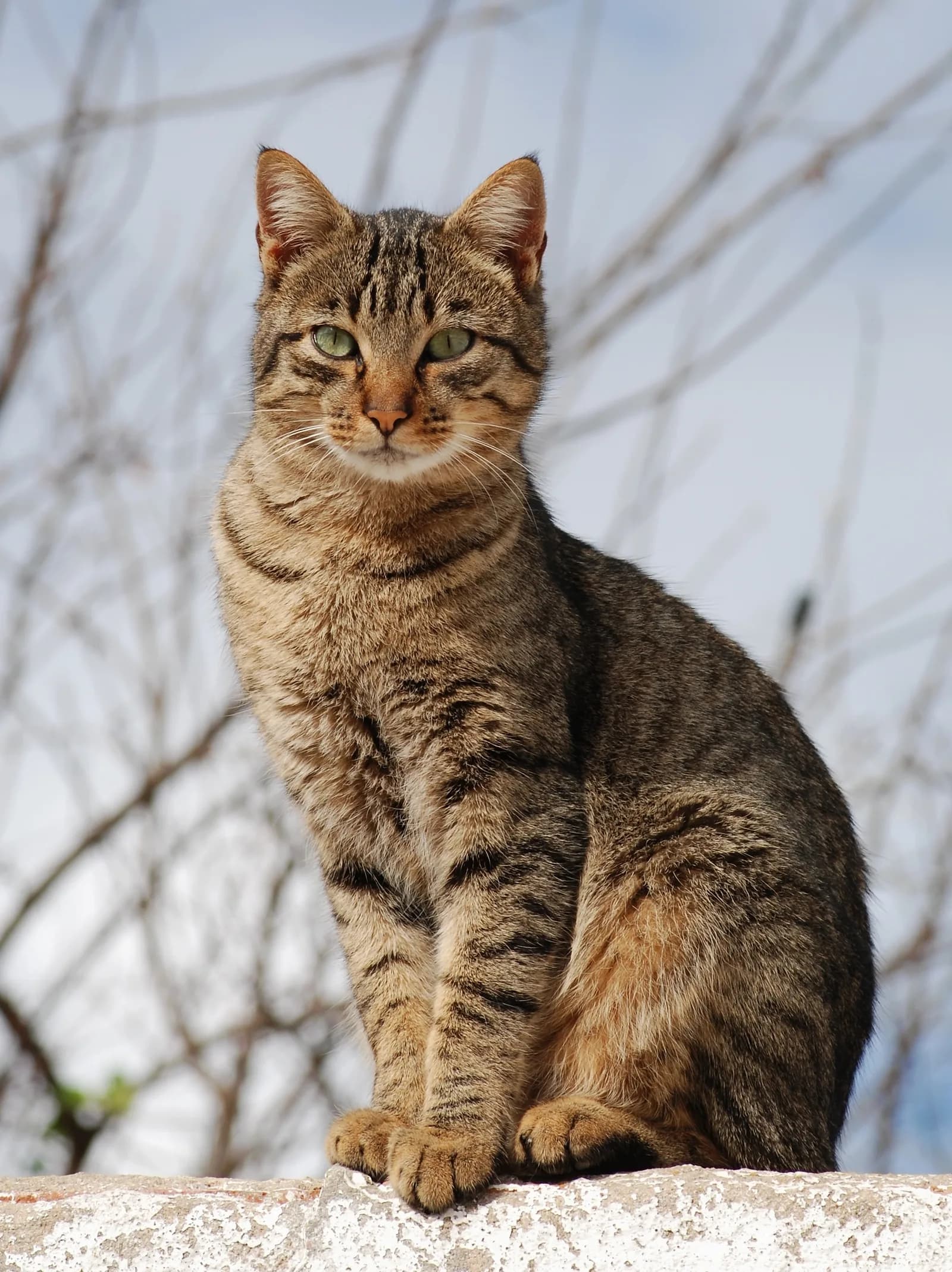 Tekir fotoğrafı