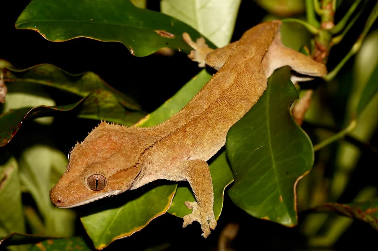 Tepeli Gecko fotoğrafı