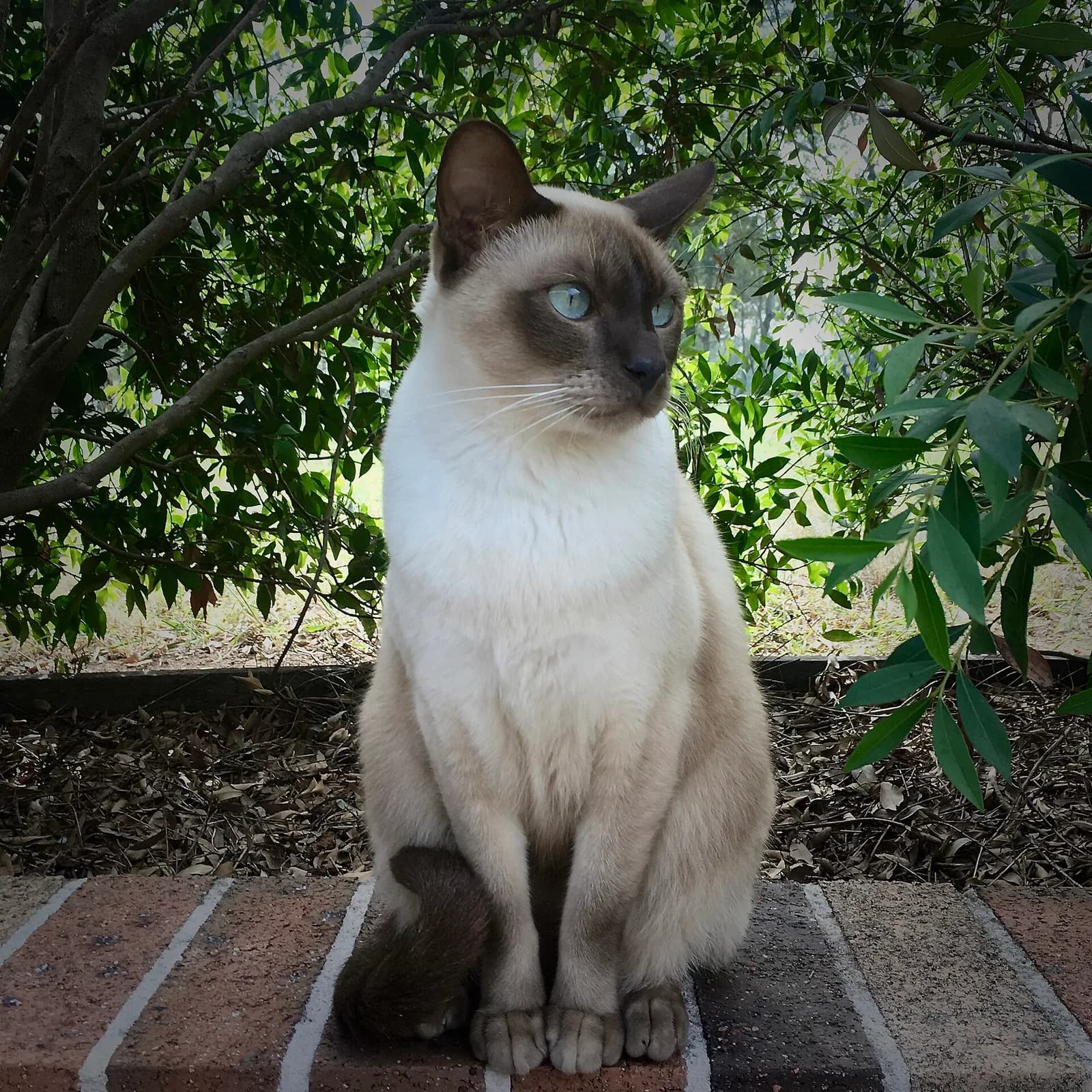 Tonkin Kedisi fotoğrafı