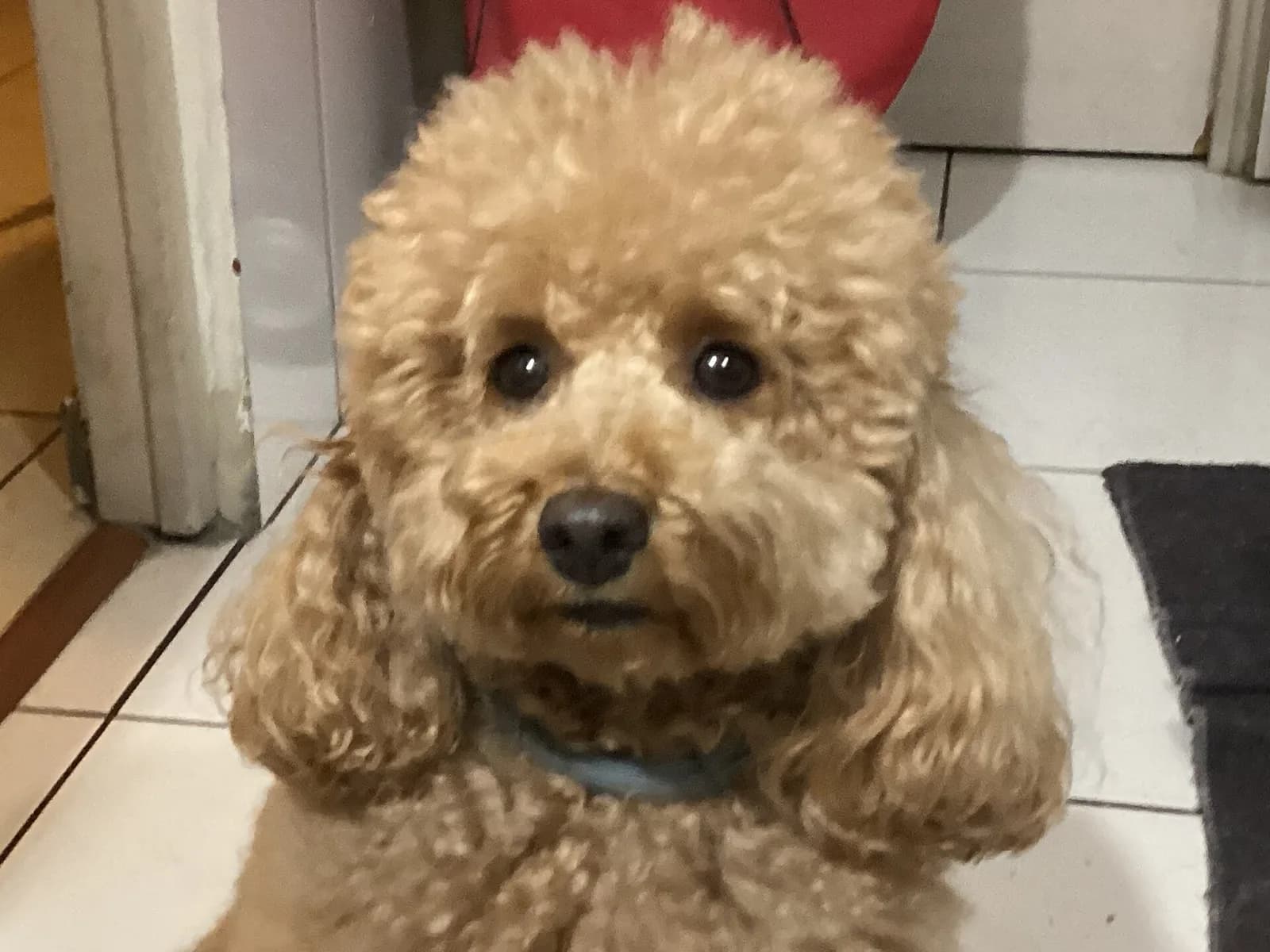 Toy Poodle fotoğrafı