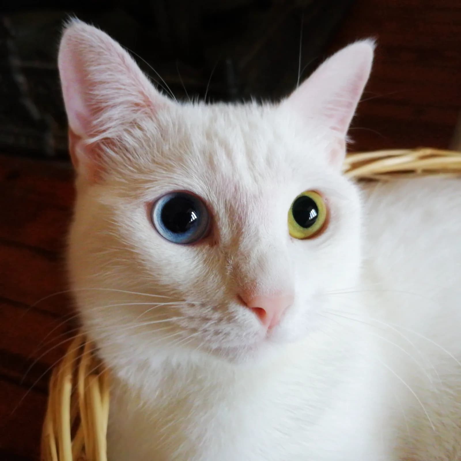 Van Kedisi fotoğrafı