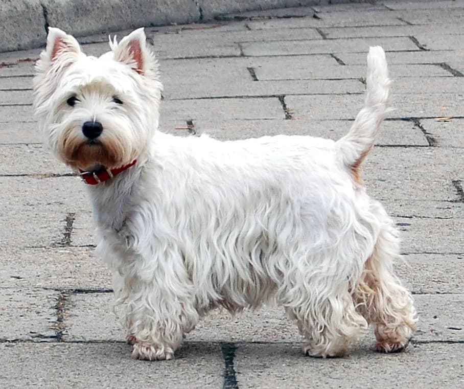 West Highland White Terrier fotoğrafı