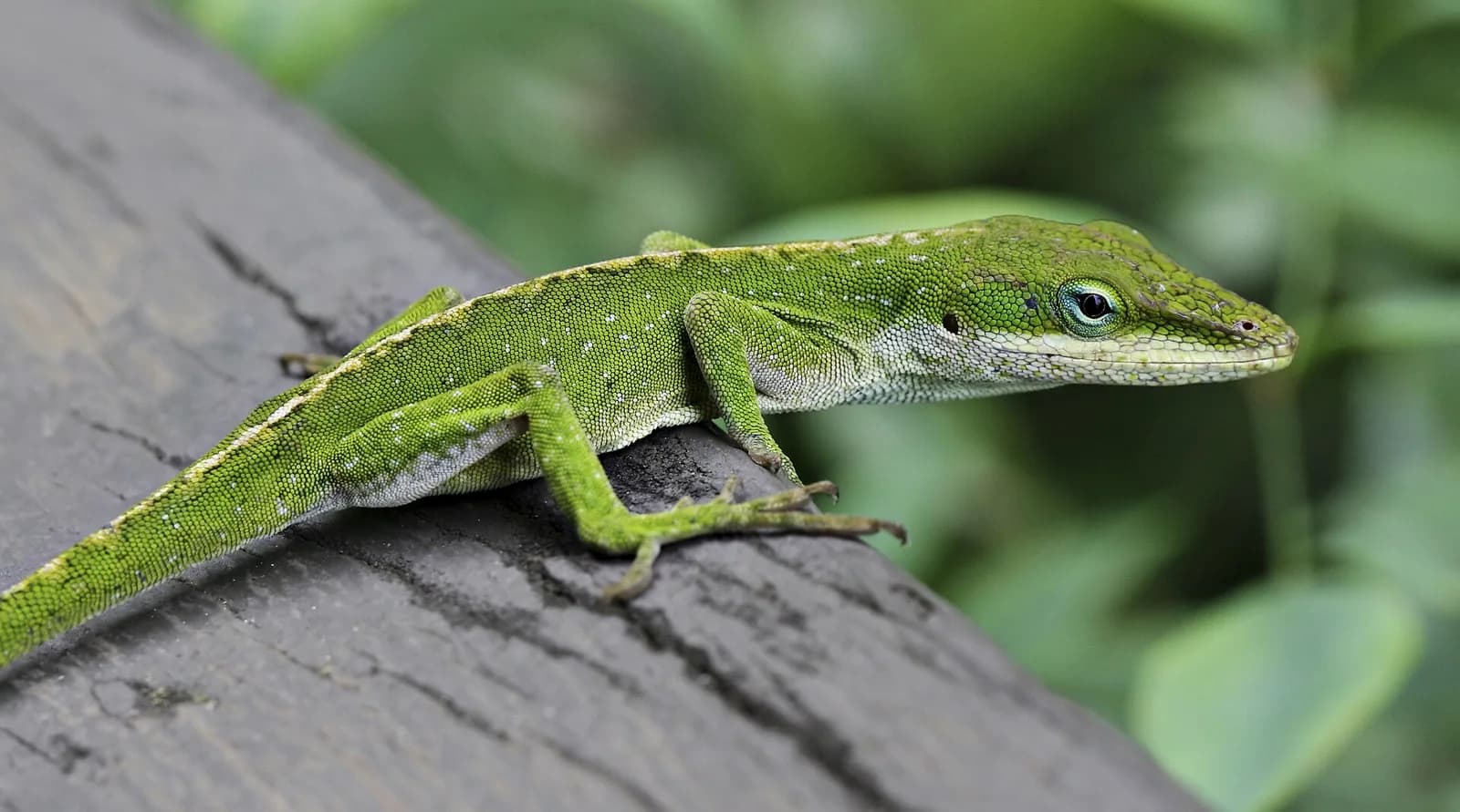 Yeşil Anolis fotoğrafı