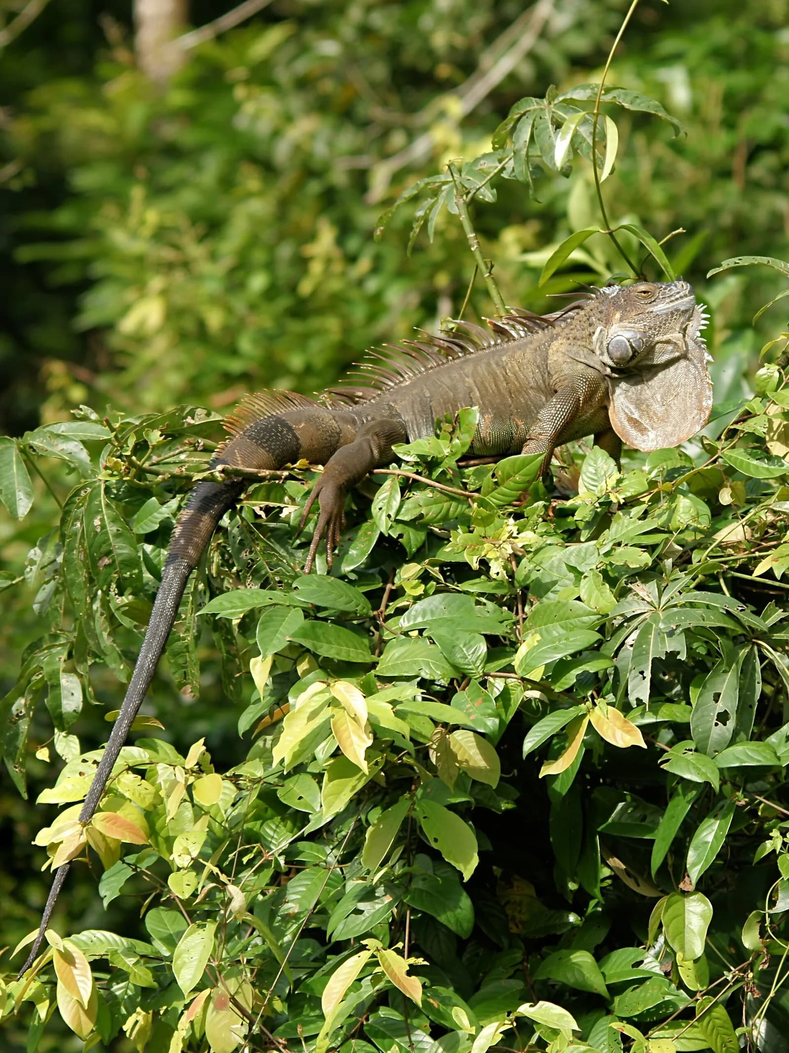 Yeşil İguana fotoğrafı