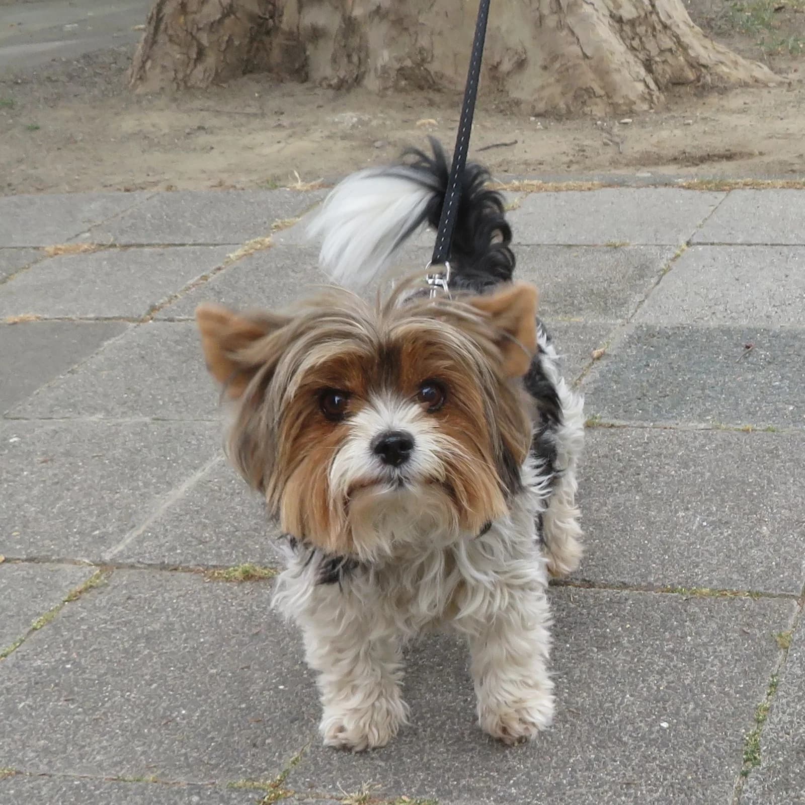 Yorkshire Terrier fotoğrafı